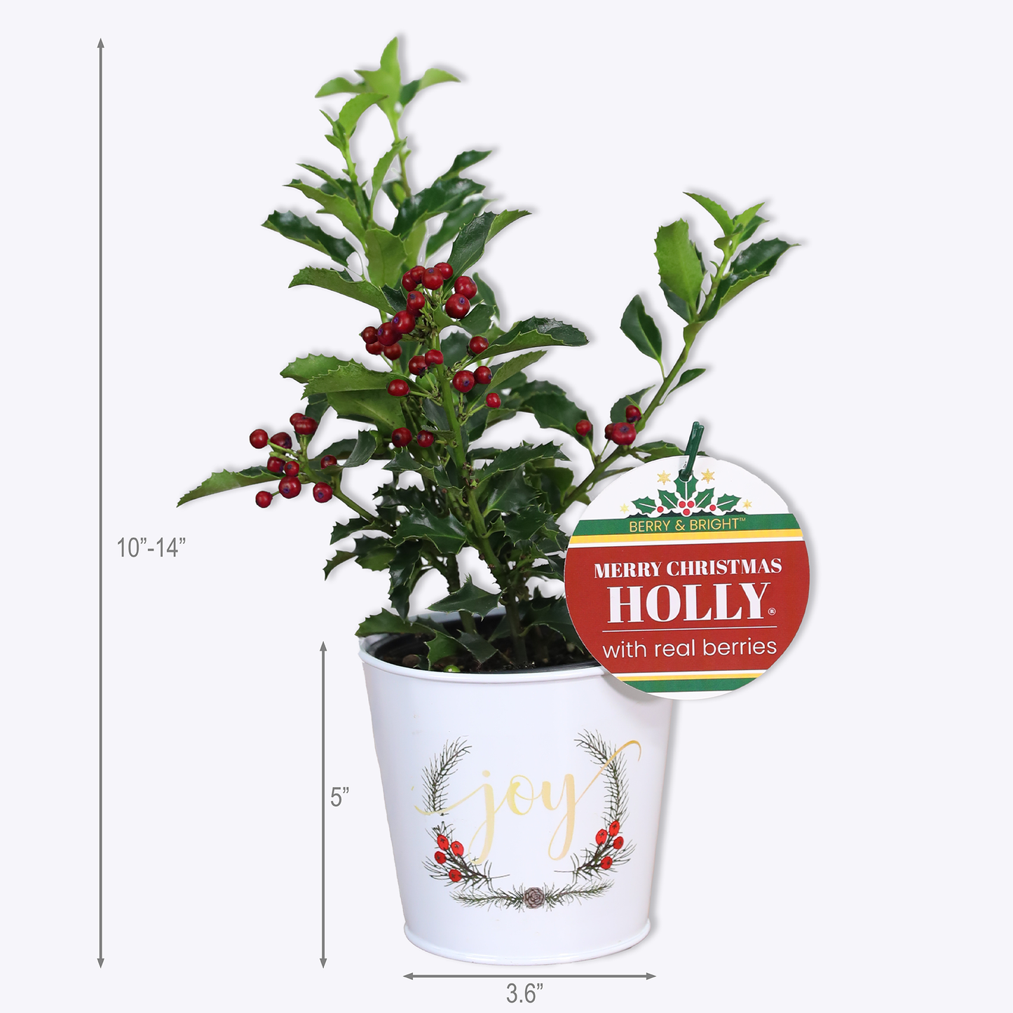 Merry Christmas Holly® (8-Pack)