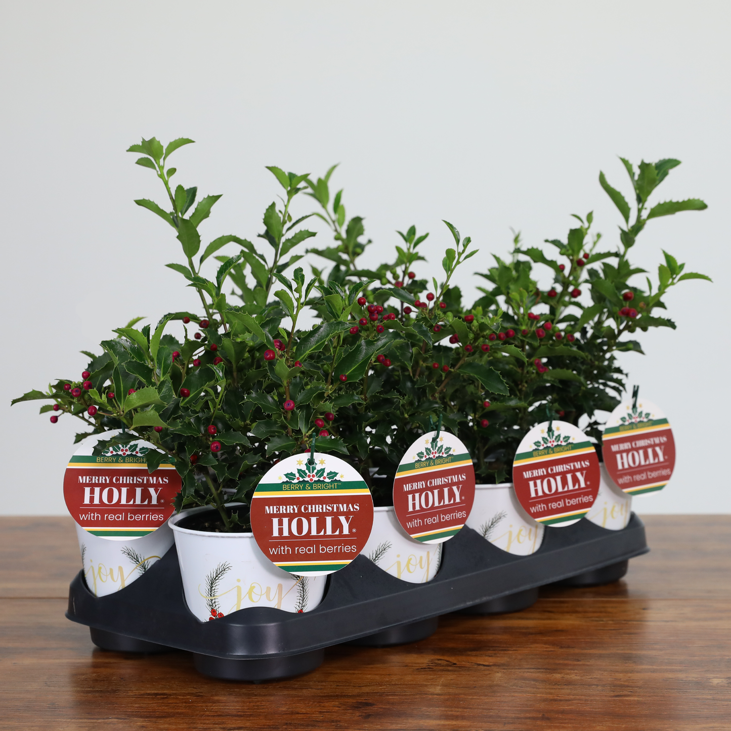 Merry Christmas Holly® (8-Pack)