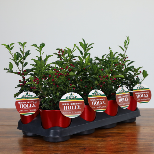 Merry Christmas Holly® (8-Pack)