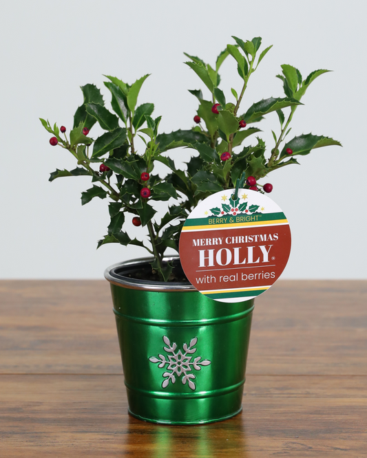 Merry Christmas Holly® (3-Pack)