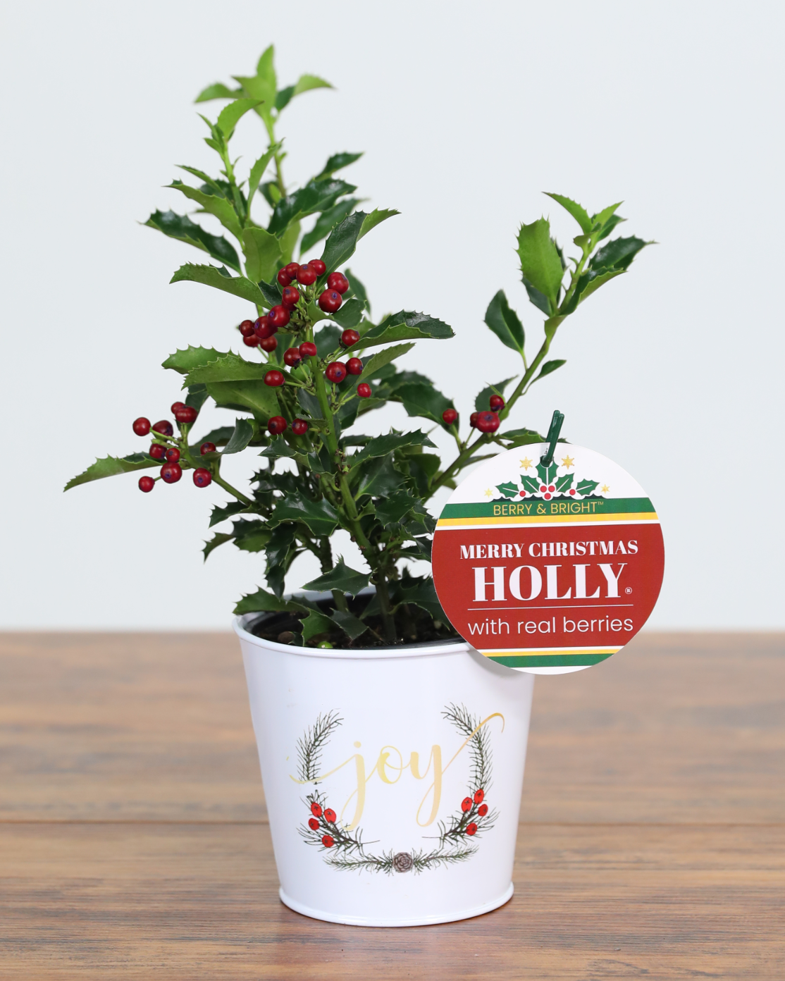 Merry Christmas Holly® (3-Pack)