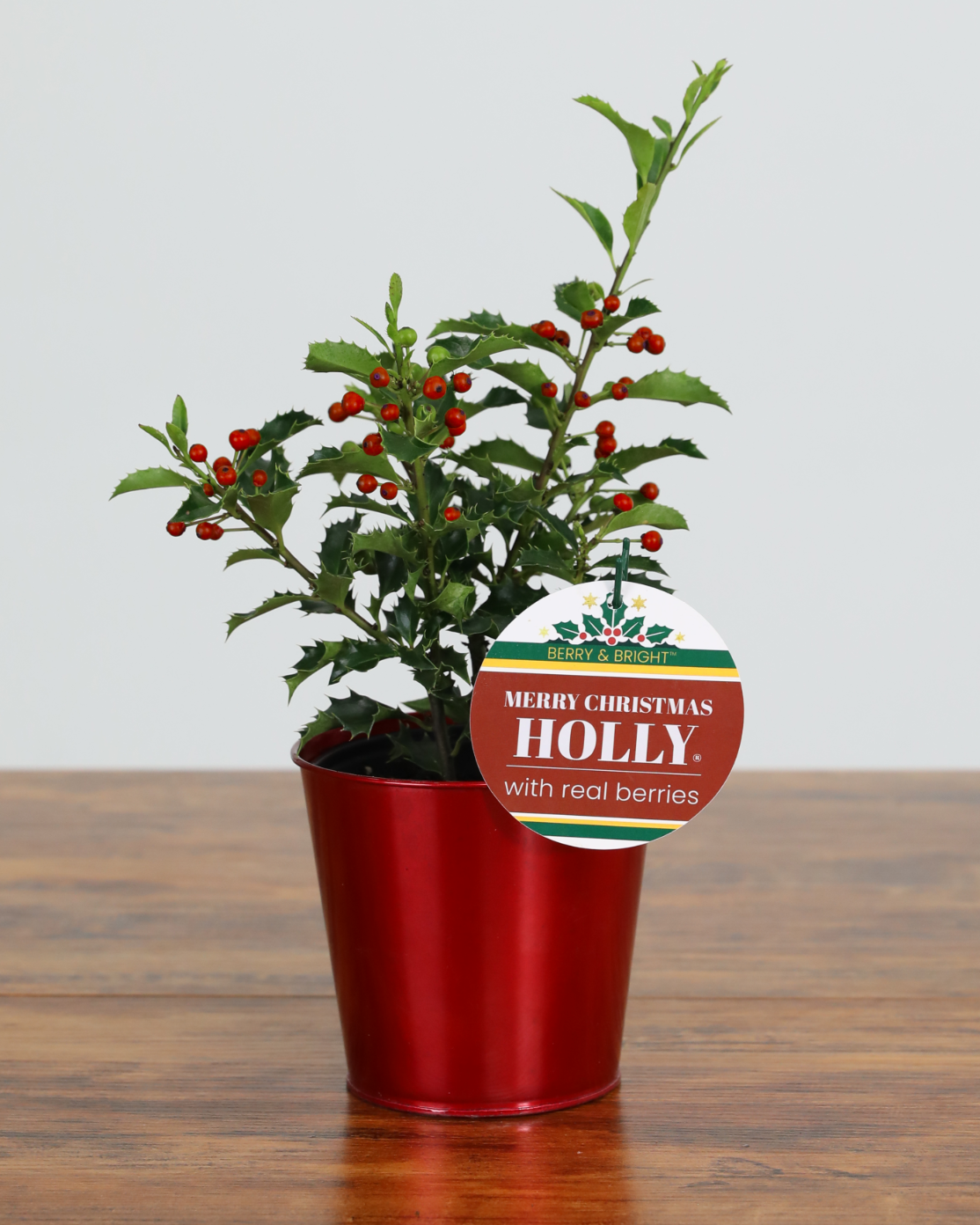 Merry Christmas Holly® (3-Pack)