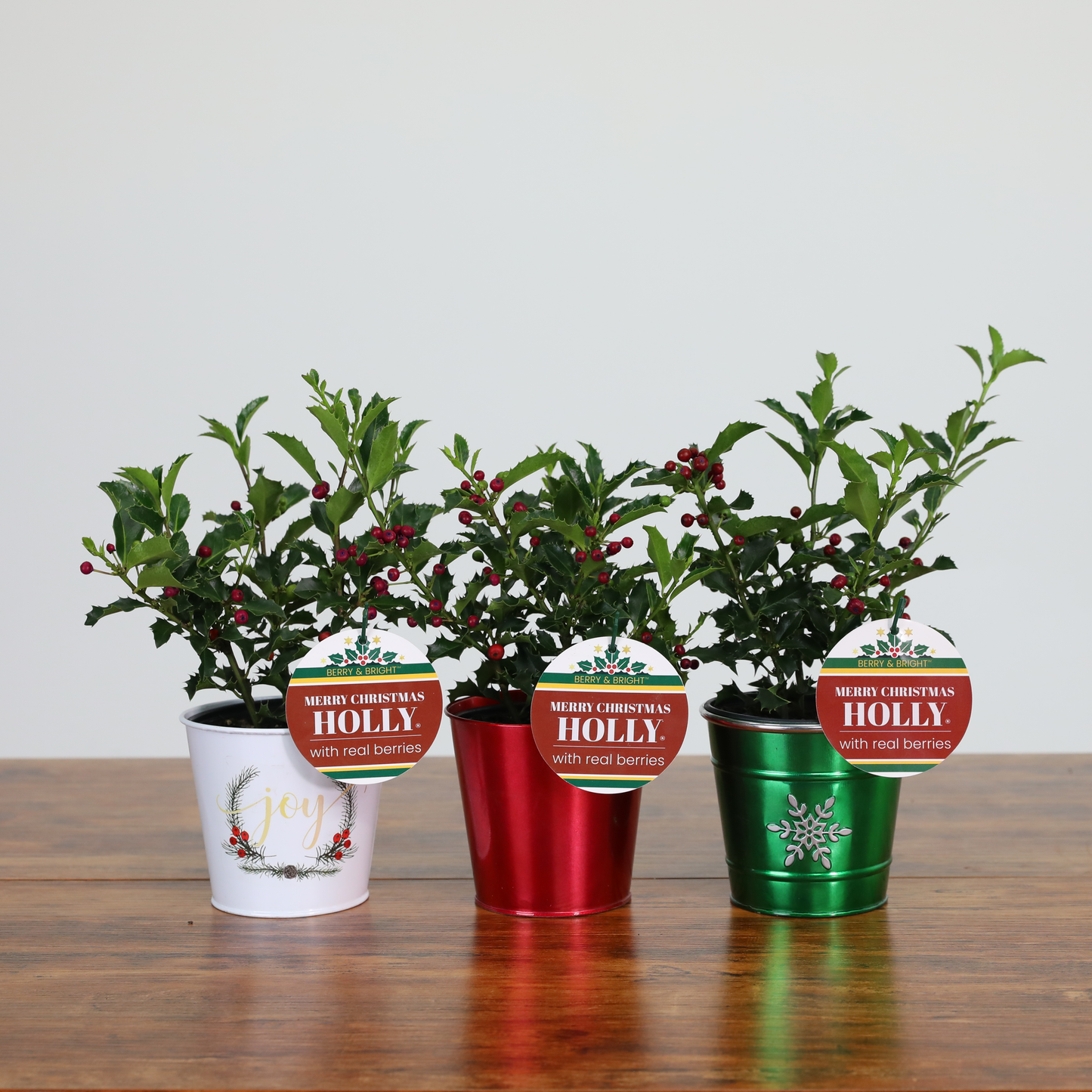 Merry Christmas Holly® (3-Pack)